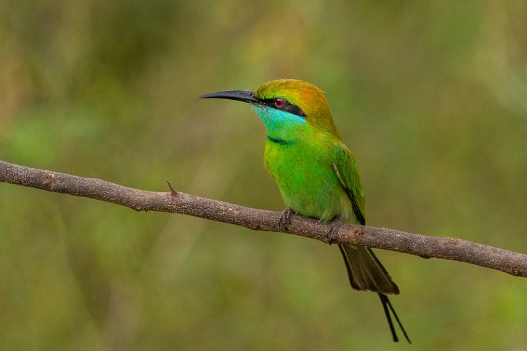 050 Udawalawe NP, kleine groene bijeneter.jpg